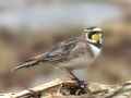 Рогатый жаворонок фото (Eremophila alpestris) - изображение №1880 onbird.ru.<br>Источник: www.allaboutbirds.org